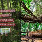 gambar pohontrinil 1