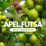 Gambar : apel futsa