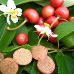 Gambar : buah kersen