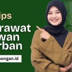 Merawat Hewan Qurban