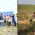Gambar : petik buah semangka desa latukan