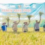 Foto: panen padi di Sidokumpul