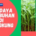 Gambar : tumbuhan abadi kangkung