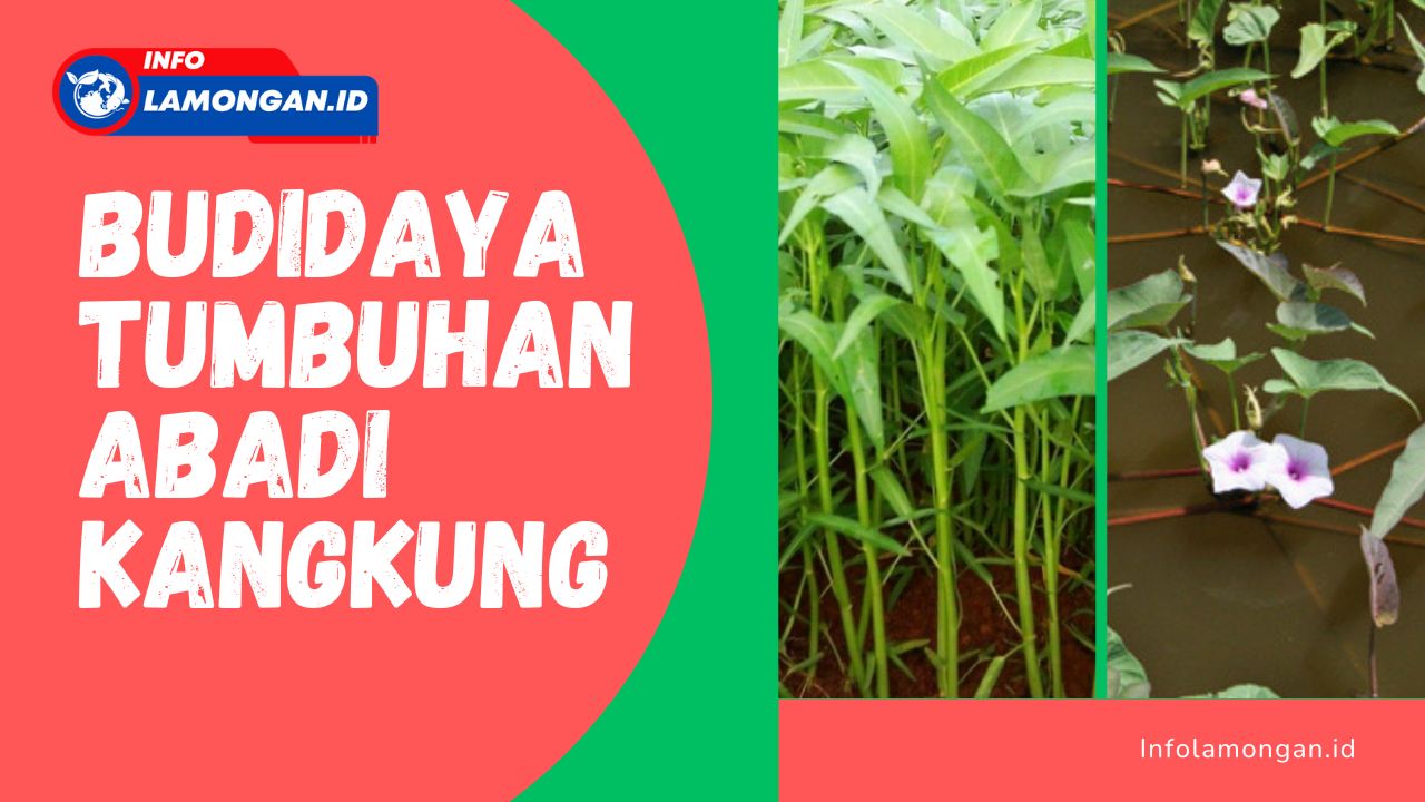 Gambar : tumbuhan abadi kangkung