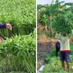 Foto : petani kangkung lamongan