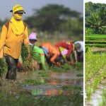 Foto : petani lamongan