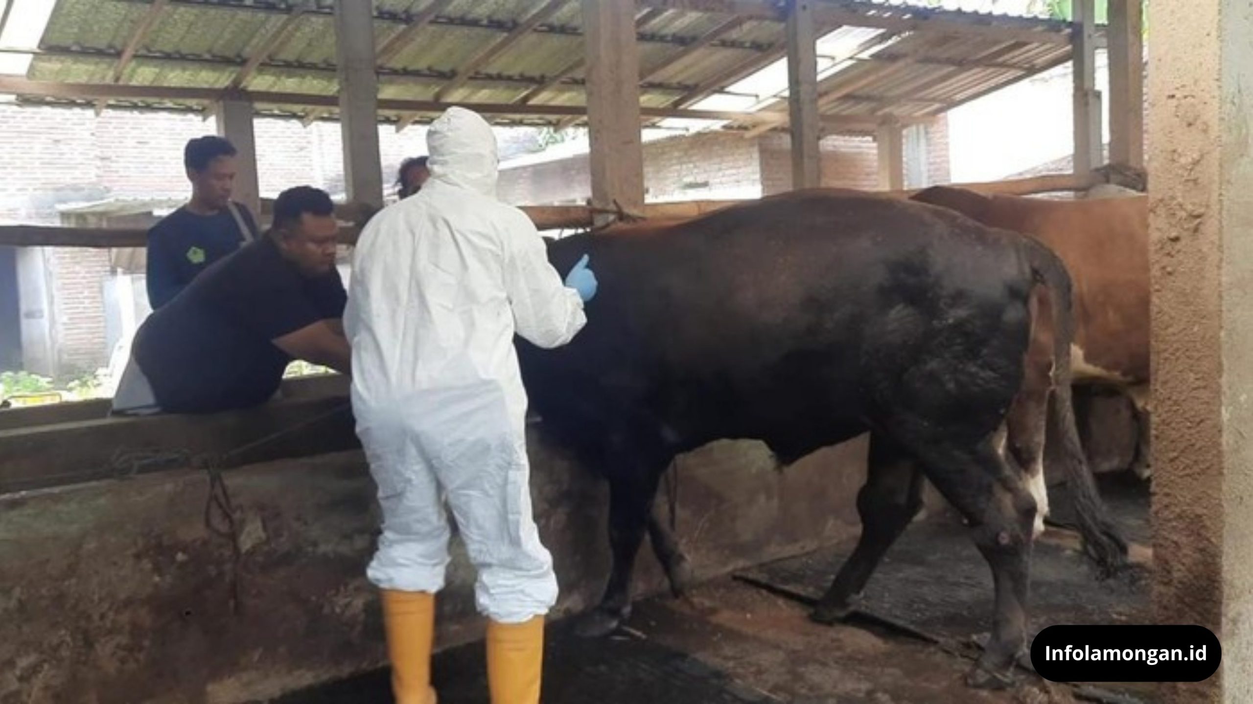 vaksinasi penyakit hewan PMK di Kota Kediri