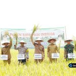 Foto : Bupati Lamongan Yuhronur Efendi melakukan panen raya padi di hamparan sawah yang menguning di Desa Sidomukti, Kecamatan Kembangbahu.