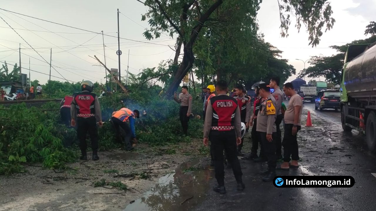 Foto : Polres Lamongan Evakuasi Pohon Tumbang yang Tutup Jalur Poros Sukodadi