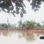 Foto : Sawah terendam air di Desa Dermo, Kecamatan Sarirejo Lamongan akibat hujan lebat