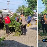 Foto : personel Polsek Paciran dan Damkar sedang menggunakan gergaji mesin untuk memotong batang pohon besar yang tumbang dan melintang di tengah Jalan Raya Deandels