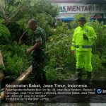 Foto : Personel Polsek Babat bersama warga sedang memotong dan membersihkan pohon besar yang tumbang menutupi akses jalan di Pasar Agrobis Desa Plaosan.