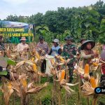 Foto : Beberapa personel Babinsa Koramil Sugio terlihat membantu petani di antara barisan tanaman jagung yang tinggi.