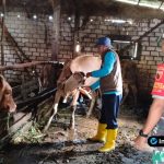 Foto : Seorang Babinsa bersama petugas kesehatan hewan sedang menyuntikkan vaksin pada sapi di dalam kandang milik warga.