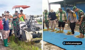 Foto : Dokumentasi Danramil Ngimbang Pimpin Langsung Panen Raya Padi di Desa Munungrejo