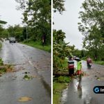 Foto Dokumentasi Pembersihan pohon tumbang di Jalan Raya Sambeng Foto : Dokumentasi Pembersihan pohon tumbang di Jalan Raya Sambeng