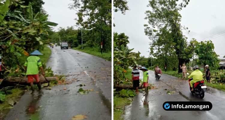 Foto Dokumentasi Pembersihan pohon tumbang di Jalan Raya Sambeng Foto : Dokumentasi Pembersihan pohon tumbang di Jalan Raya Sambeng