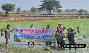 Foto : Dokumentasi menanam padi di Desa Simbatan Sarirejo